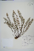 細葉碎米蕨藏品圖，第1張