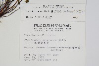 細葉碎米蕨藏品圖，第2張