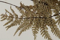 粉葉蕨藏品圖，第3張