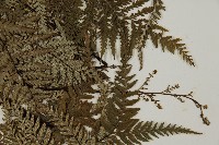 粉葉蕨藏品圖，第4張