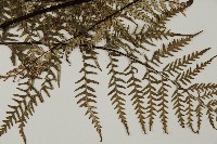 粉葉蕨藏品圖，第5張