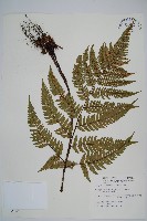 落鱗鱗毛蕨藏品圖，第1張