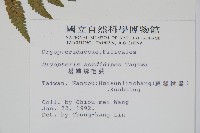 落鱗鱗毛蕨藏品圖，第2張