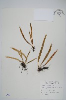 瓦葦藏品圖，第1張