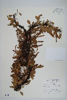 抱樹蕨、伏石蕨藏品圖，第1張