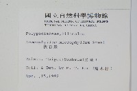 抱樹蕨、伏石蕨藏品圖，第2張