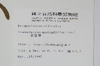 抱樹蕨、伏石蕨藏品圖，第2張