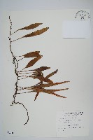 抱樹石葦藏品圖，第1張