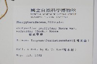 威氏聖蕨藏品圖，第2張