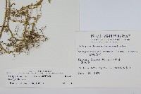 異葉卷柏藏品圖，第2張