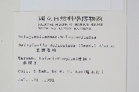 全緣卷柏藏品圖，第2張