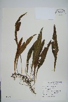 萊氏線蕨藏品圖，第1張