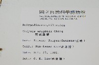 萊氏線蕨藏品圖，第2張