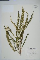 攀緣鱗始蕨藏品圖，第1張