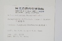 全緣卷柏藏品圖，第2張