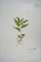 全緣卷柏藏品圖，第1張