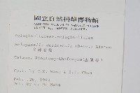 全緣卷柏藏品圖，第2張