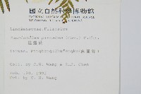 達邊蕨藏品圖，第2張