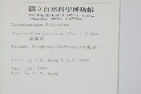 達邊蕨藏品圖，第2張