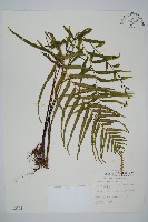 達邊蕨藏品圖，第1張