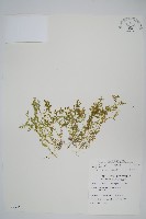 膜葉卷柏藏品圖，第1張