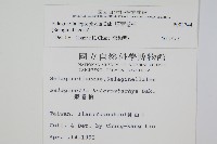 膜葉卷柏藏品圖，第2張