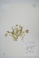 膜葉卷柏藏品圖，第1張