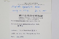 膜葉卷柏藏品圖，第2張