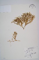 玉山石松藏品圖，第1張
