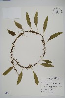 波氏星蕨藏品圖，第1張