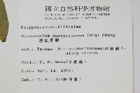 波氏星蕨藏品圖，第2張