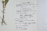 骨牌蕨藏品圖，第2張