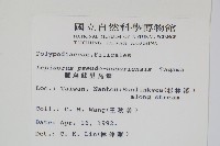 擬烏蘇里瓦葦藏品圖，第2張