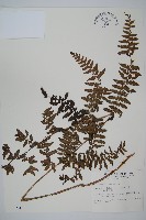 山蹄蓋蕨藏品圖，第1張