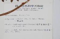 山蹄蓋蕨藏品圖，第2張