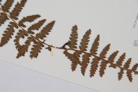 山蹄蓋蕨藏品圖，第3張