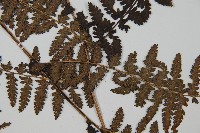 山蹄蓋蕨藏品圖，第4張