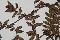 山蹄蓋蕨藏品圖，第5張