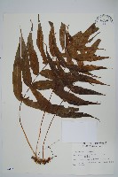 肢節蕨藏品圖，第1張