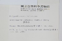 肢節蕨藏品圖，第2張