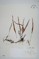 擬烏蘇里瓦葦藏品圖，第1張