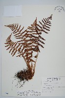 擬岩蕨藏品圖，第1張