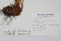 擬岩蕨藏品圖，第2張