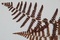 擬岩蕨藏品圖，第5張