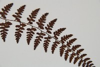 宿蹄蓋蕨藏品圖，第3張