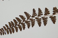 宿蹄蓋蕨藏品圖，第4張