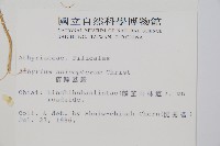 宿蹄蓋蕨藏品圖，第2張