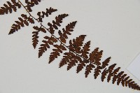 宿蹄蓋蕨藏品圖，第3張