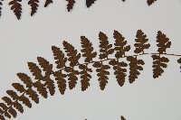 宿蹄蓋蕨藏品圖，第4張