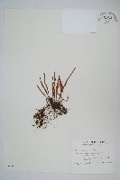 擬烏蘇里瓦葦藏品圖，第1張